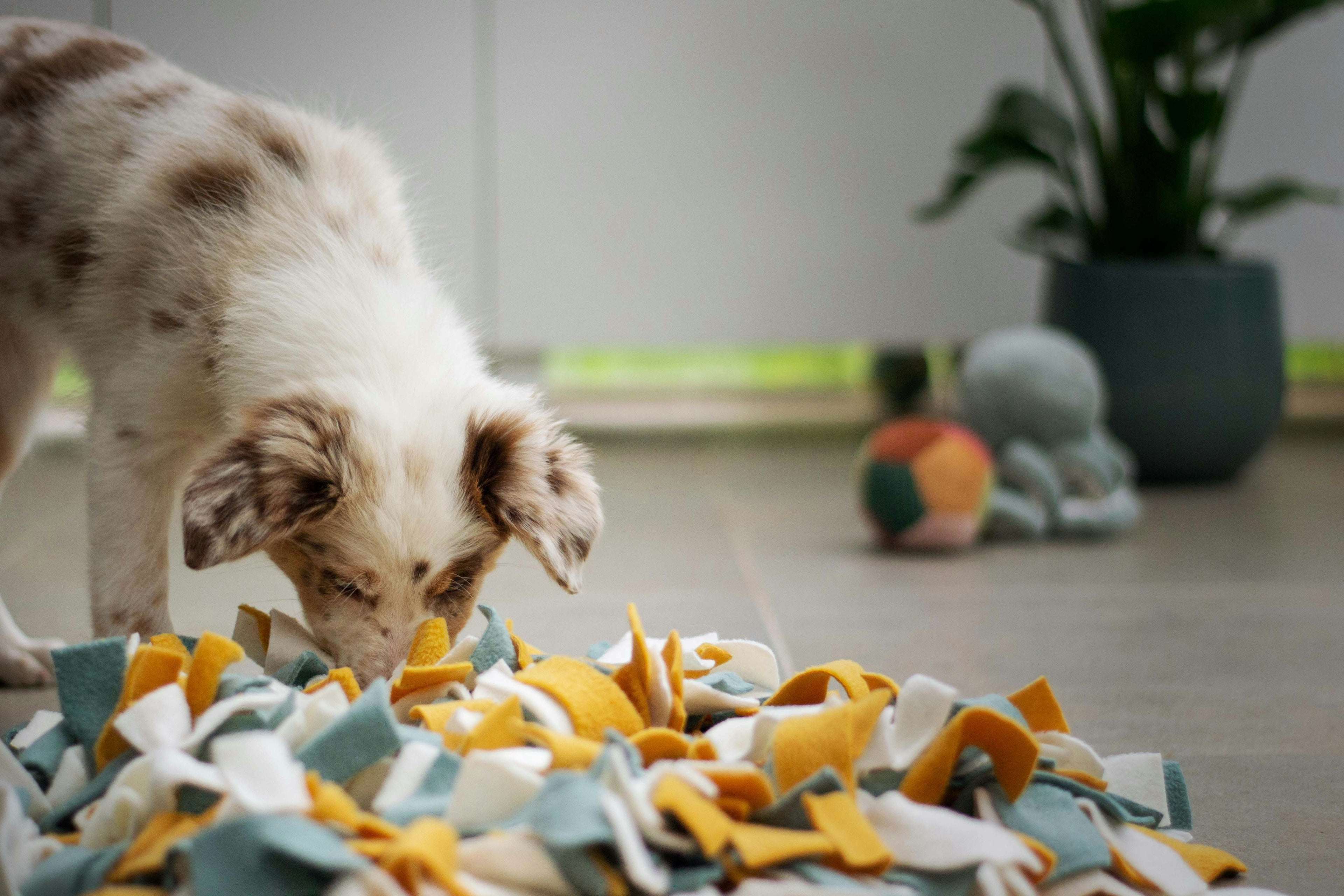 Dog Enrichment: The Complete Guide to Mental Stimulation for Dogs