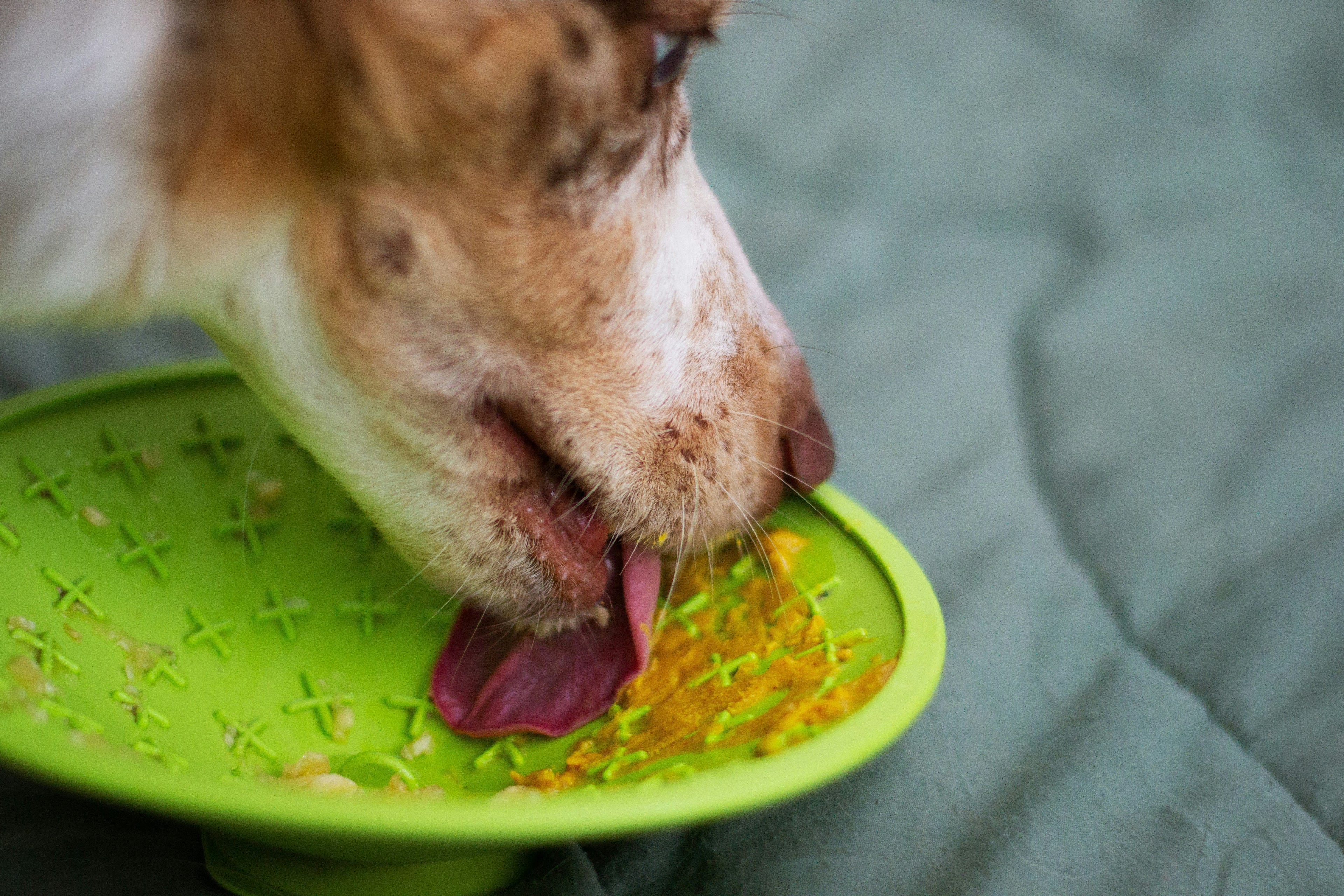 Lick Mat for Dogs: How It Works, Why It Calms, and How to Use One