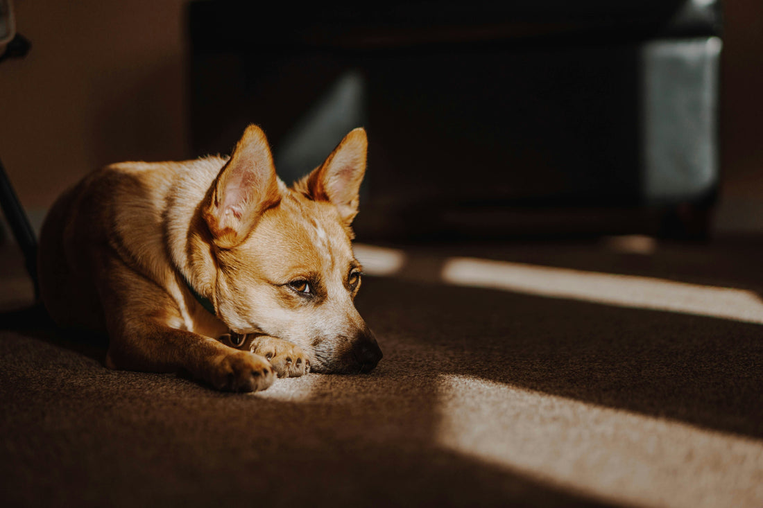 Why Does My Dog Destroy Everything When I Leave? (And How to Fix It)